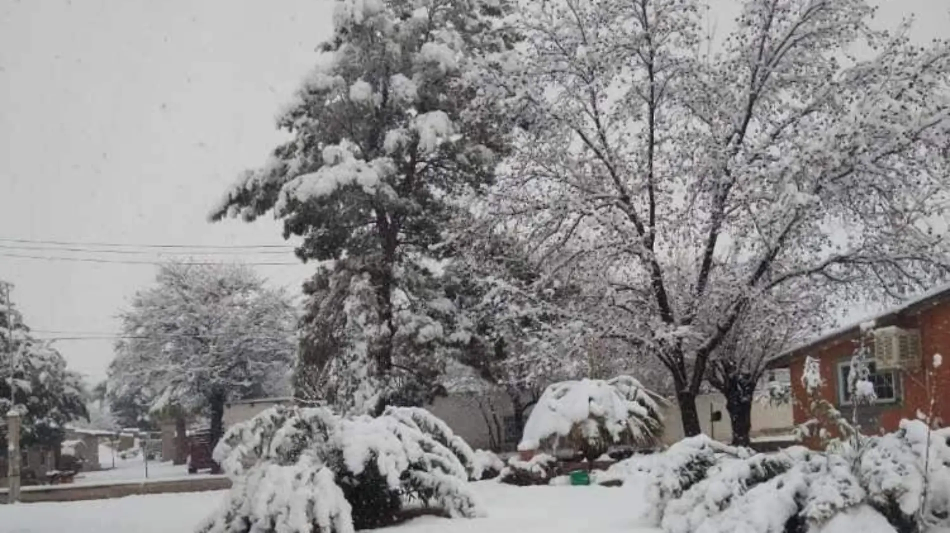 Nieve en Chihuahua _Cortesía